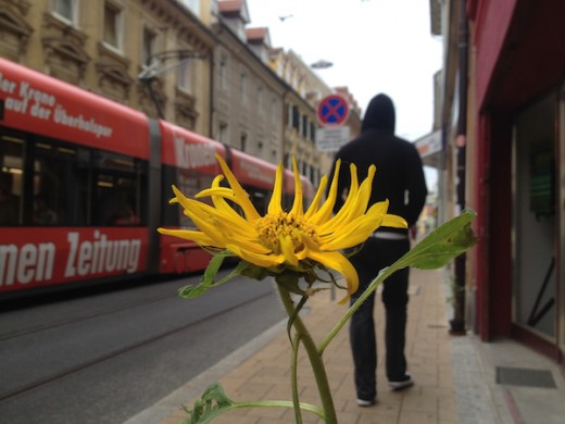 jakoministraße Sonnenblumen popp