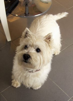 Haushund Diego ist genauso süß wie die Leckereien im Café – nur flauschiger!